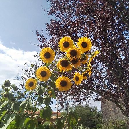 Bed and Breakfast Les Tournesols La Bernardiere Экстерьер фото