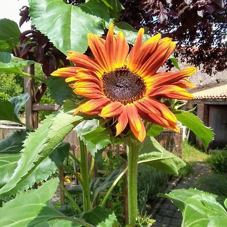 Bed and Breakfast Les Tournesols La Bernardiere Экстерьер фото