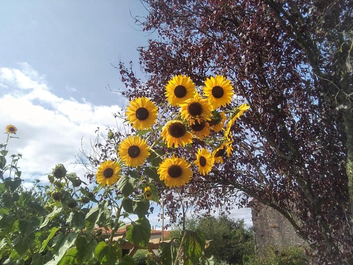 Bed and Breakfast Les Tournesols La Bernardiere Экстерьер фото