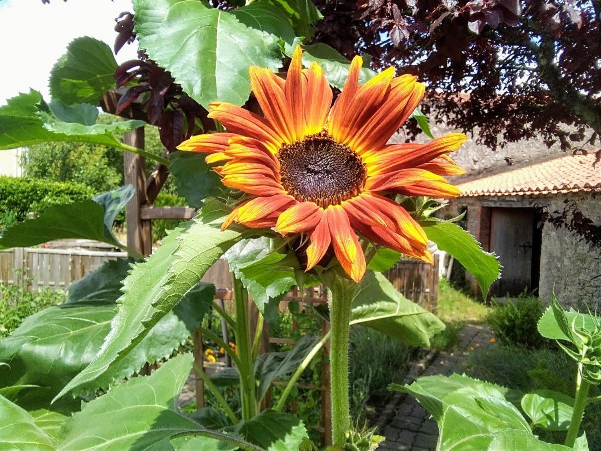 Bed and Breakfast Les Tournesols La Bernardiere Экстерьер фото